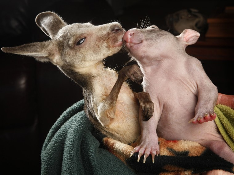 Orphaned kangaroo joey and wombat joey who share a pouch at the Wild about Wildlife Kilmore Rescue Centre in Victoria, Australia - 31 Jul 2012